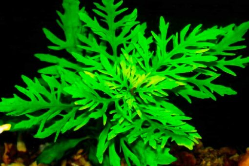 Hygrophila difformis (water wisteria) sumergida en acuario plantado
