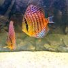 peces-disco-acuario-pareja
