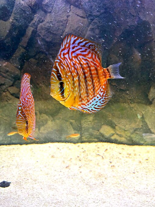 peces-disco-acuario-pareja