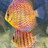 peces-disco-pareja-acuario