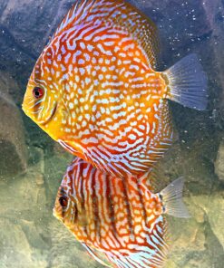 peces-disco-pareja-acuario