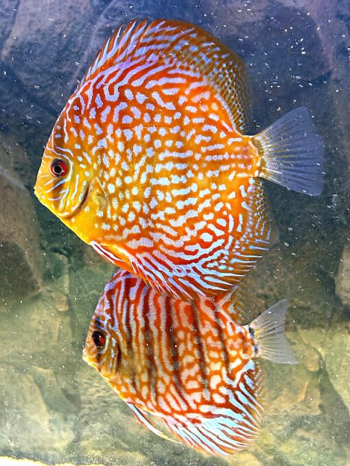 peces-disco-pareja-acuario