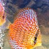 peces-disco-symphysodon-naranja-azul