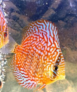 peces-disco-symphysodon-naranja-azul