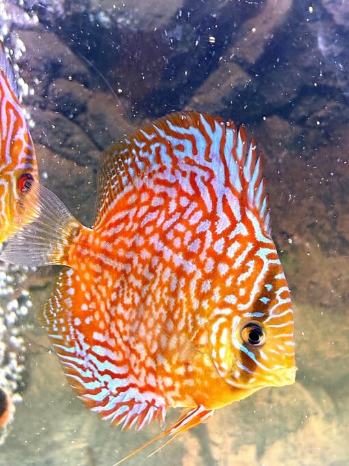 peces-disco-symphysodon-naranja-azul