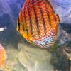 peces-disco-symphysodon-perfil