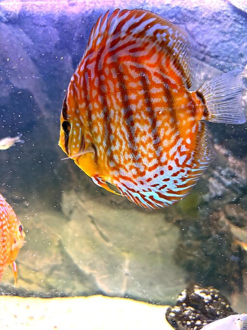 peces-disco-symphysodon-perfil