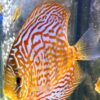 peces-disco-symphysodon-snakeskin-closeup