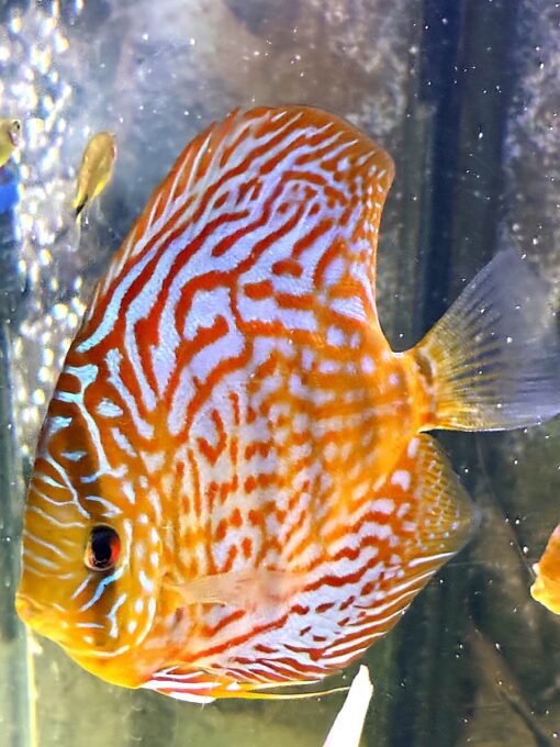 peces-disco-symphysodon-snakeskin-closeup