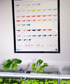 poster gambas neocaridina