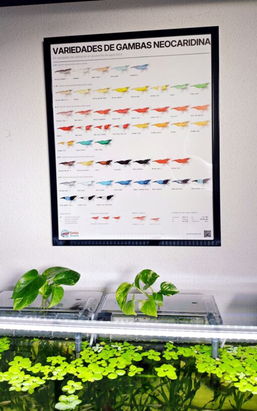 poster gambas neocaridina