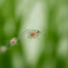 Detalle macro de Daphnia magna adulta nadando, alimento vivo para peces de acuario