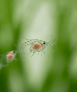 Detalle macro de Daphnia magna adulta nadando, alimento vivo para peces de acuario