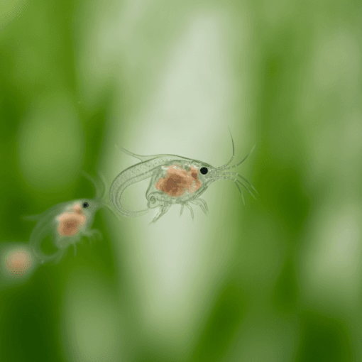 Detalle macro de Daphnia magna adulta nadando, alimento vivo para peces de acuario