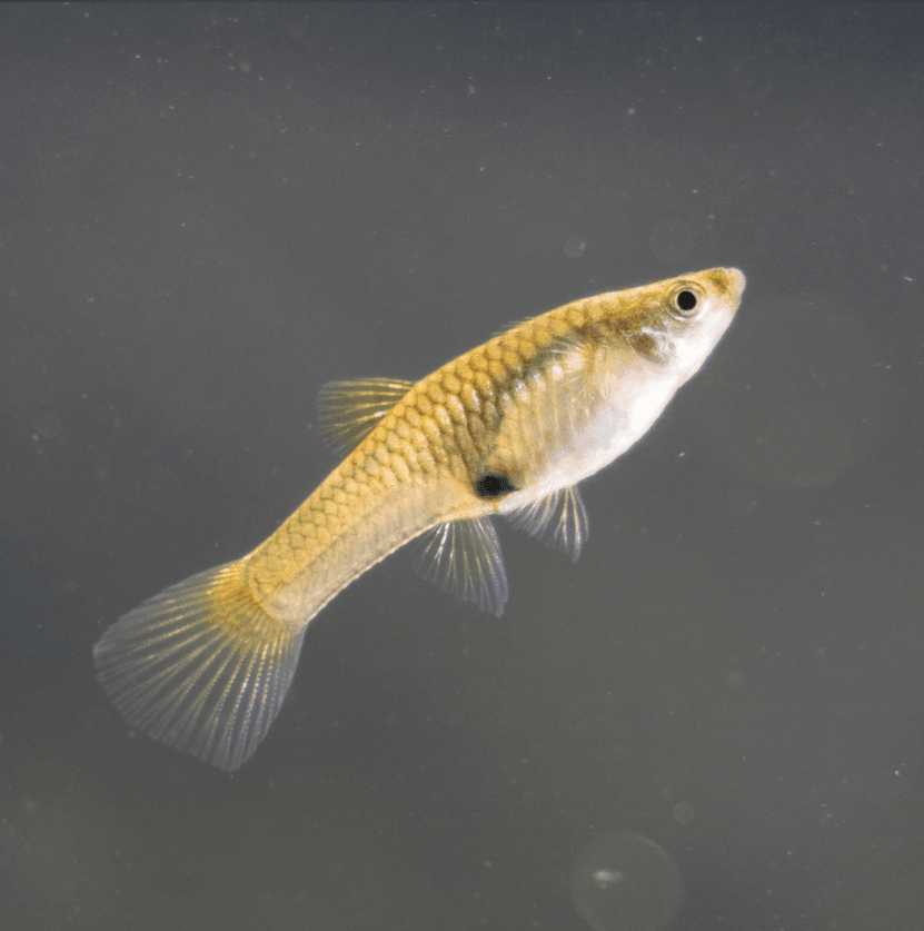 Hembra Guppy Endler gestante color gris plateado