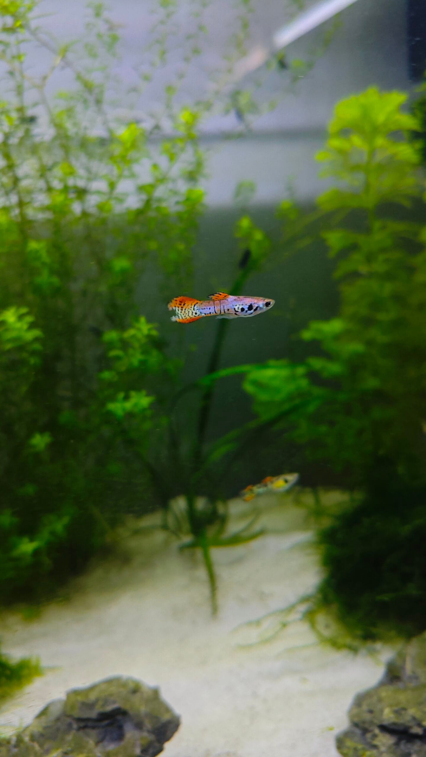 Guppy Endler Red Tiger macho con tonalidad roja intensa