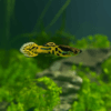 guppy-endler-tigre