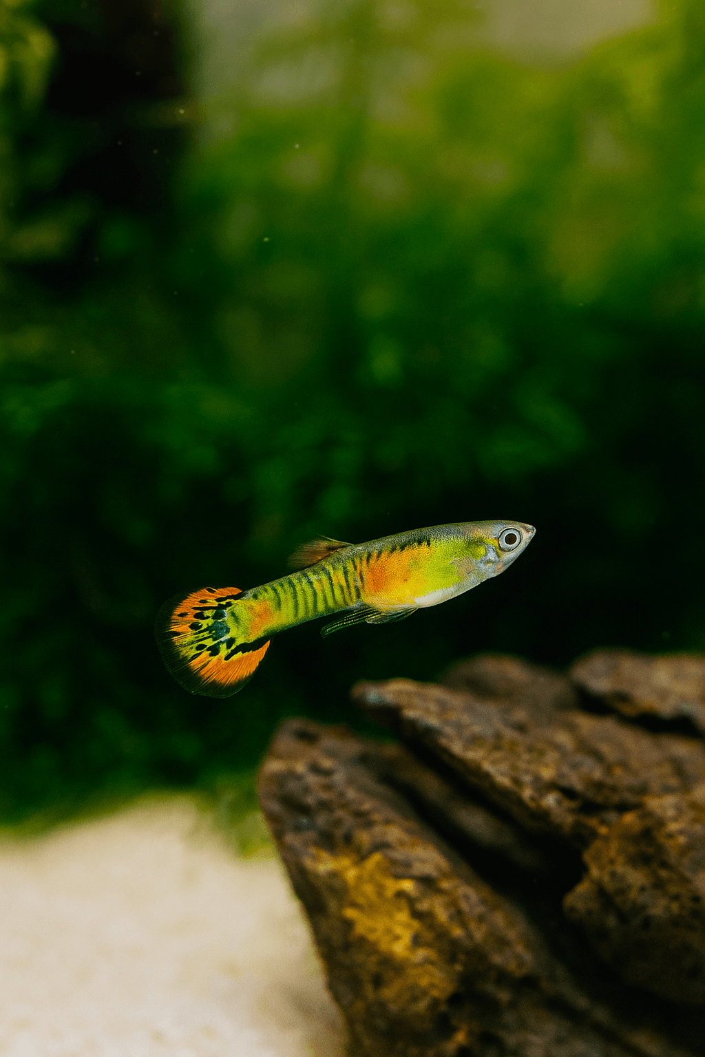 Guppy Endler Tigre Naranja macho con tonalidad cálida