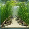 Vallisneria gigantea formando pradera de fondo en acuario plantado con peces