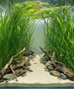 Vallisneria gigantea formando pradera de fondo en acuario plantado con peces