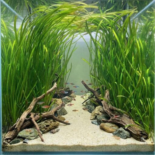Vallisneria gigantea formando pradera de fondo en acuario plantado con peces