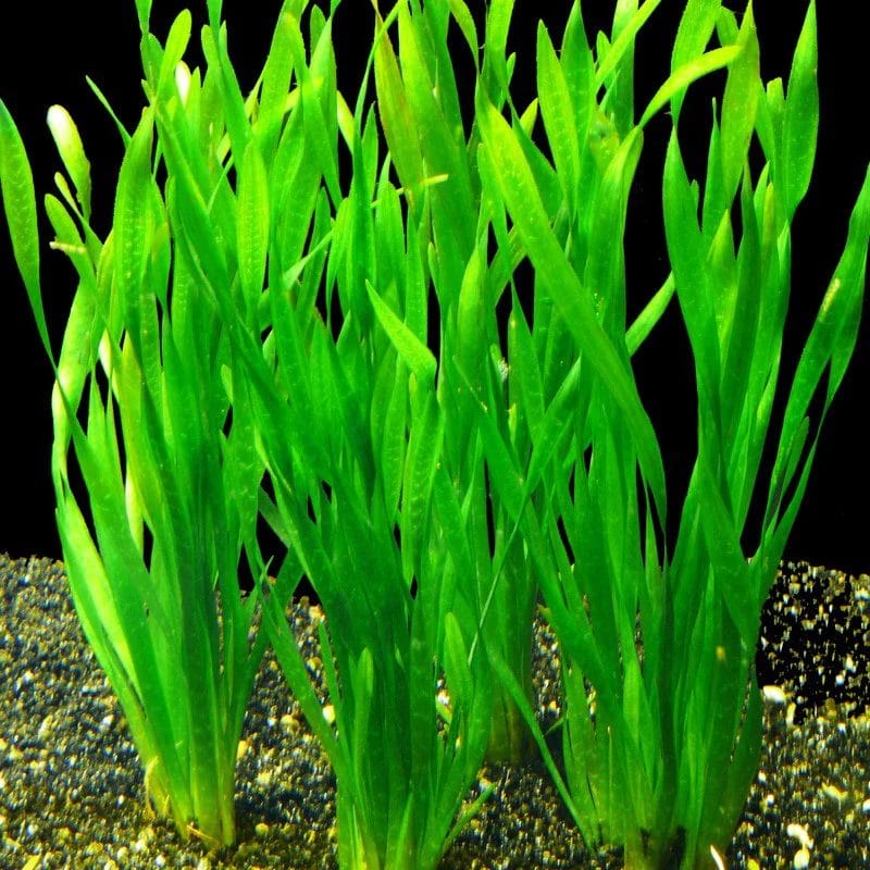 Manojo de plantas Vallisneria fresco listo para plantar en acuario