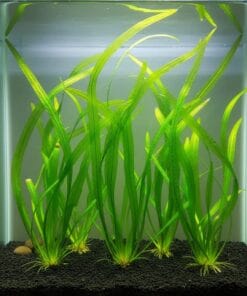 Vallisneria spiralis plantada en acuario hojas verdes acintadas