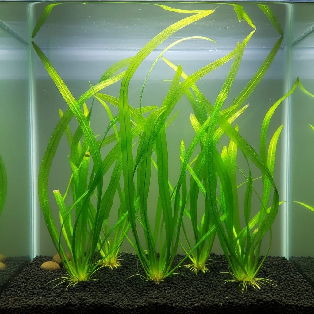 Vallisneria spiralis plantada en acuario hojas verdes acintadas