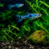 Endler Blue Japan