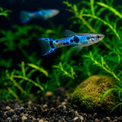 Endler Blue Japan