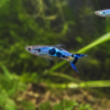 Endler Japan Blue