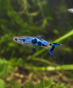 Endler Japan Blue