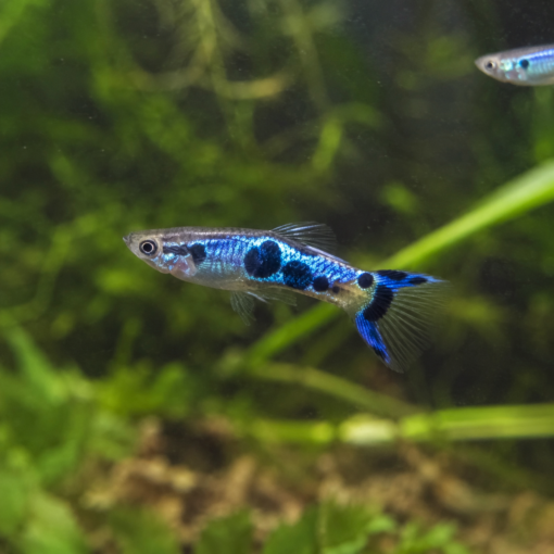 Endler Japan Blue