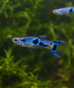 Guppy Endler Blue Japan