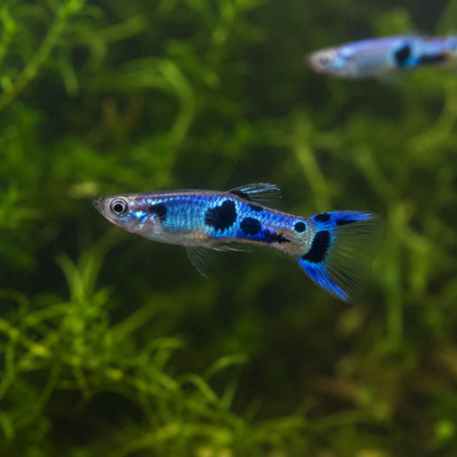 Guppy Endler Blue Japan