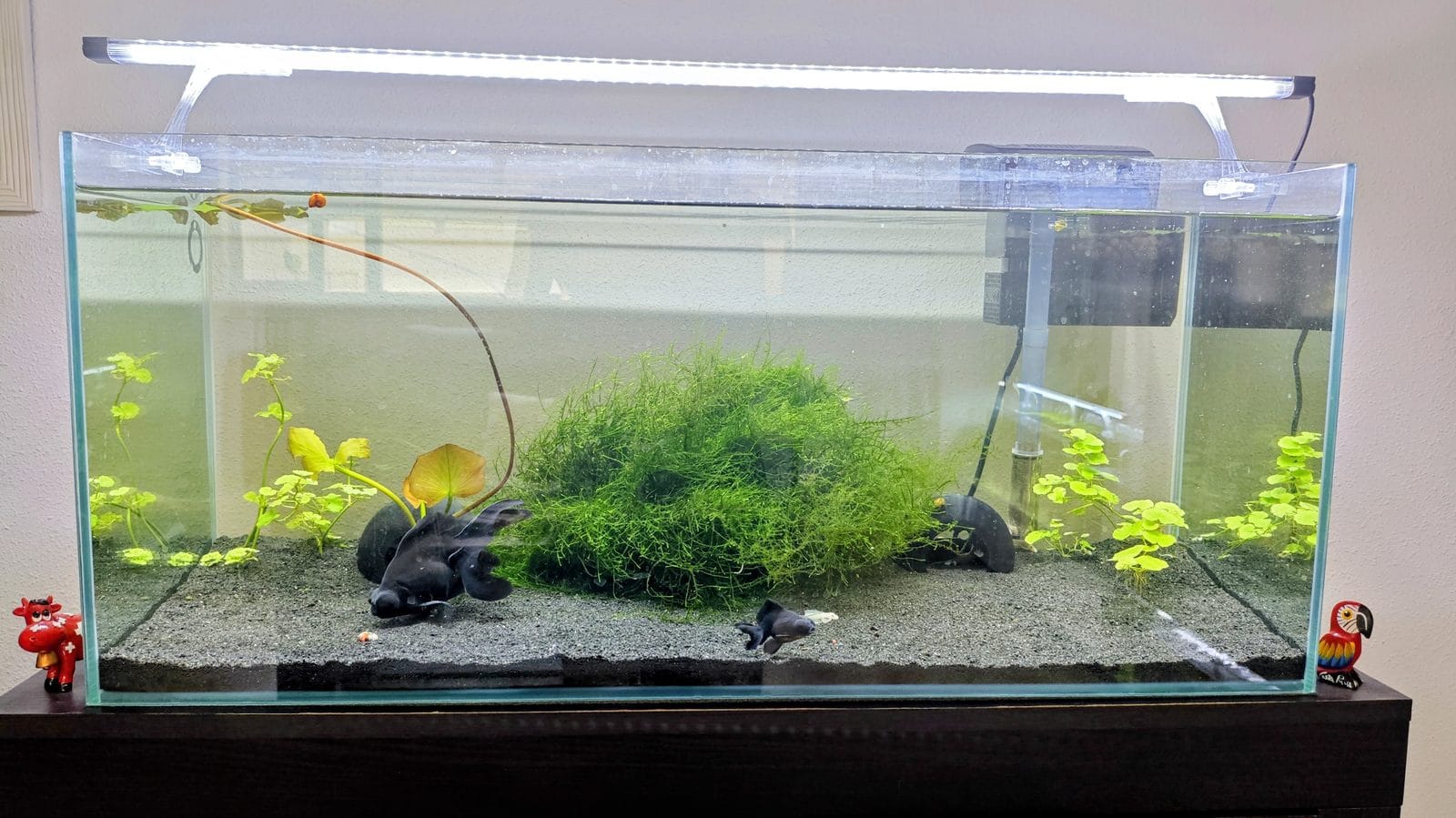 Acuario plantado con musgo de Java