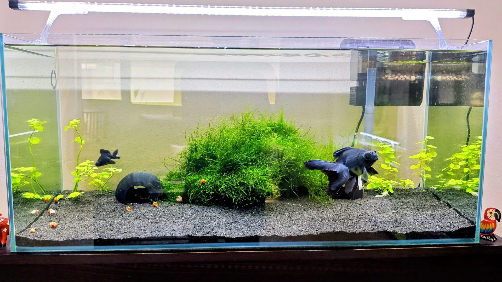Acuario plantado con musgo de Java