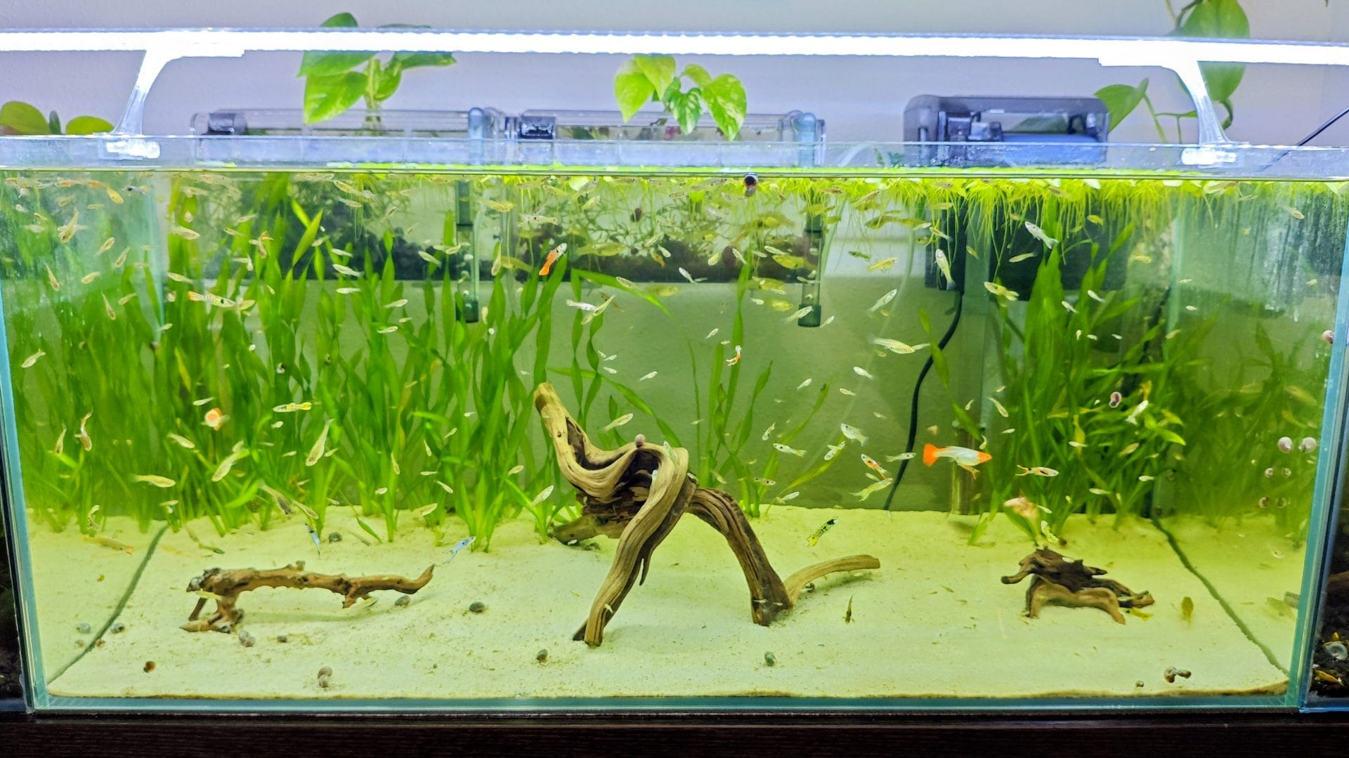 Acuario plantado con guppys en el gambario de gambasacuario.com