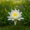 Nenúfar Blanco (Nymphaea alba) — planta acuática con flor blanca para acuario — nenúfar blanco acuario