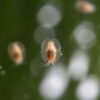 Detalle macro de ostrácodos adultos nadando, alimento vivo para peces de acuario