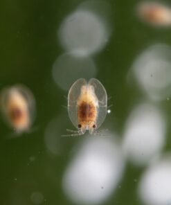 Detalle macro de ostrácodos adultos nadando, alimento vivo para peces de acuario