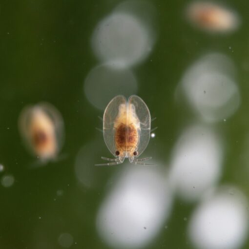 Detalle macro de ostrácodos adultos nadando, alimento vivo para peces de acuario