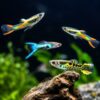 Pack 10 Guppy Endler arcoiris de colores variados en acuario plantado