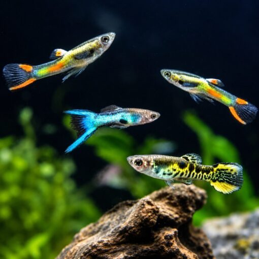 Pack 10 Guppy Endler arcoiris de colores variados en acuario plantado
