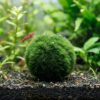 Bola de musgo Marimo Aegagropila linnaei de 4-5 cm sobre sustrato oscuro en un acuario de gambas