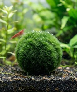 Bola de musgo Marimo Aegagropila linnaei de 4-5 cm sobre sustrato oscuro en un acuario de gambas