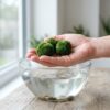 Tres bolas de musgo Marimo de 4-5 cm sostenidas en la mano para ver su tamaño real