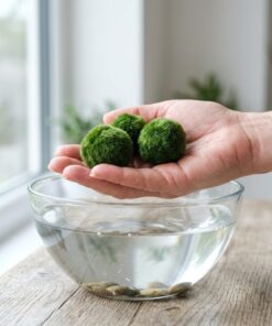 Tres bolas de musgo Marimo de 4-5 cm sostenidas en la mano para ver su tamaño real