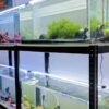 Acuarios plantados de agua dulce con musgo, un carassius negro y gambas amarillas