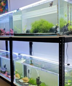 Acuarios plantados de agua dulce con musgo, un carassius negro y gambas amarillas